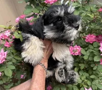 Daffy, a male Miniature Schnauzer for sale in Longview, TX – Photo 2 of 9