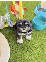 Daffy, a male Miniature Schnauzer for sale in Longview, TX – Photo 3 of 9