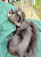 Daffy, a male Miniature Schnauzer for sale in Longview, TX – Photo 7 of 9