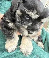 Daffy, a male Miniature Schnauzer for sale in Longview, TX – Photo 9 of 9