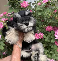 Daffy, a male Miniature Schnauzer for sale in Longview, TX – Photo 1 of 9