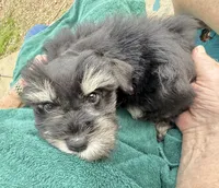 Daffy, a male Miniature Schnauzer for sale in Longview, TX – Photo 8 of 9