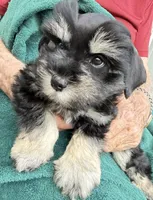 Daffy, a male Miniature Schnauzer for sale in Longview, TX – Photo 6 of 9