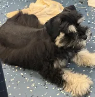 Daffy, a male Miniature Schnauzer for sale in Longview, TX – Photo 5 of 9