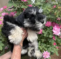 Daffy, a male Miniature Schnauzer for sale in Longview, TX – Photo 4 of 9