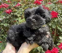 Reyna, a female Miniature Schnauzer for sale in Longview, TX – 2 of 8