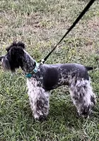 Meisha, a female Miniature Schnauzer for sale in Longview, TX – 5 of 6