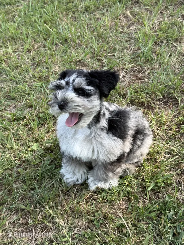 Toto – Miniature Schnauzer puppy for sale in Longview, TX