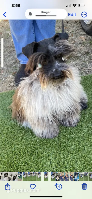 Meisha – Miniature Schnauzer puppy for sale in Longview, TX