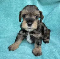 Rook, a male Miniature Schnauzer for sale in Longview, TX – 5 of 6