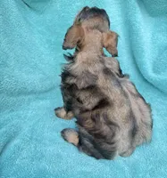 Rook, a male Miniature Schnauzer for sale in Longview, TX – 3 of 6