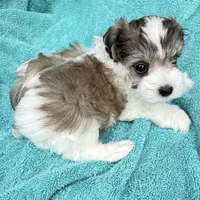 April , a female Miniature Schnauzer for sale in Longview, TX – 5 of 6