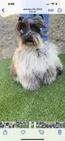 Meisha, a female Miniature Schnauzer for sale in Longview, TX – 6 of 6