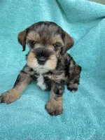 Rook, a male Miniature Schnauzer for sale in Longview, TX – 6 of 6