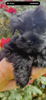 Reyna, a female Miniature Schnauzer for sale in Longview, TX – 8 of 8