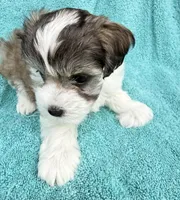 April , a female Miniature Schnauzer for sale in Longview, TX – 4 of 6
