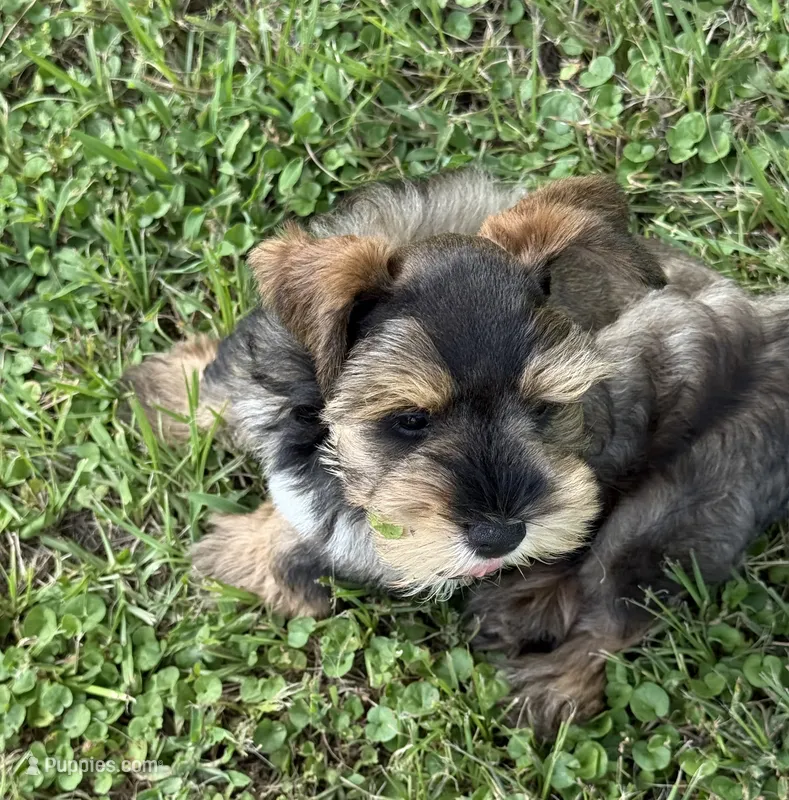 Rook – Miniature Schnauzer puppy for sale in Longview, TX