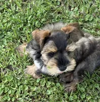 Rook, a male Miniature Schnauzer for sale in Longview, TX – 1 of 10