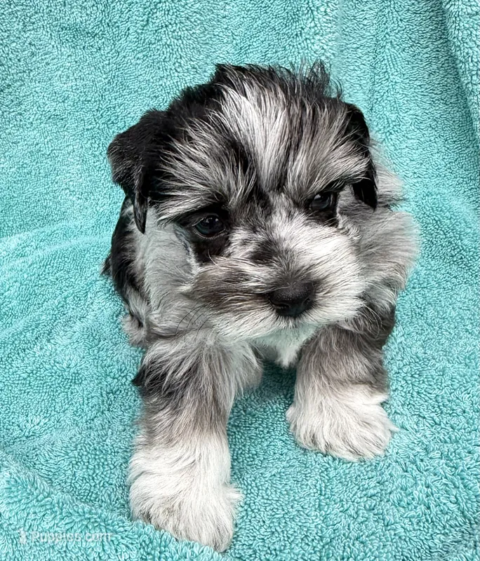 Toto – Miniature Schnauzer puppy for sale in Longview, TX