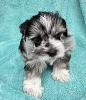 Toto, a male Miniature Schnauzer for sale in Longview, TX – 1 of 10