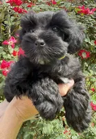 Robby, a male Miniature Schnauzer for sale in Longview, TX – 3 of 9