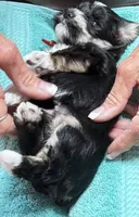 Roro, a male Miniature Schnauzer for sale in Longview, TX – 1 of 10