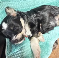 Roro, a male Miniature Schnauzer for sale in Longview, TX – 4 of 10