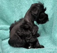 Robby, a male Miniature Schnauzer for sale in Longview, TX – 7 of 10