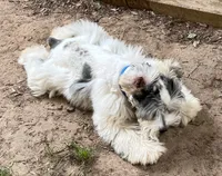 Robby, a male Miniature Schnauzer for sale in Longview, TX – 6 of 10