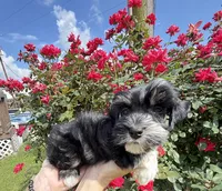 Roro, a male Miniature Schnauzer for sale in Longview, TX – 9 of 10