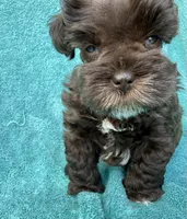 Sable, a female Miniature Schnauzer for sale in Longview, TX – 2 of 4