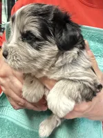 Novi, a male Miniature Schnauzer for sale in Longview, TX – 1 of 3