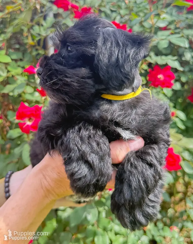 Robby – Miniature Schnauzer puppy for sale in Longview, TX
