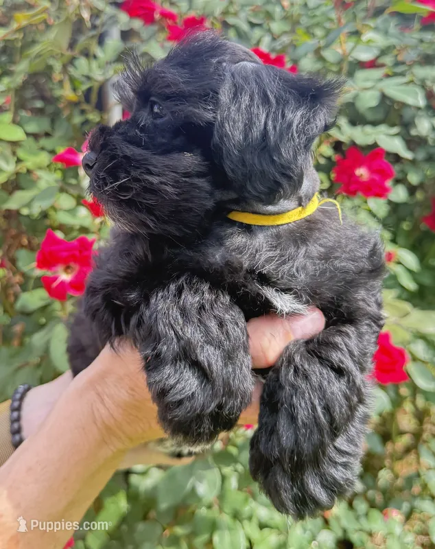 Robby – Miniature Schnauzer puppy for sale in Longview, TX