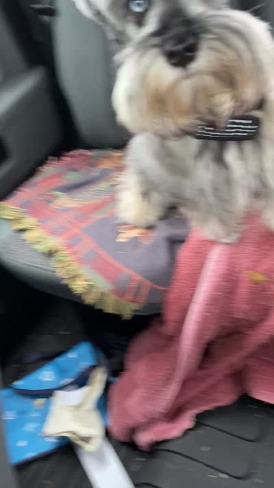 Yasmine, a female Miniature Schnauzer for sale in Longview, TX – 9 of 9