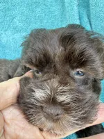 Truffles, a female Miniature Schnauzer for sale in Longview, TX – 5 of 10