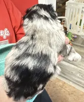 Novi, a male Miniature Schnauzer for sale in Longview, TX – 3 of 3