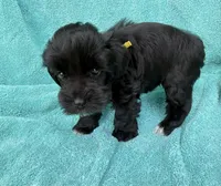 Reyna, a female Miniature Schnauzer for sale in Longview, TX – 4 of 7
