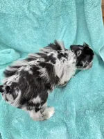 Toto, a male Miniature Schnauzer for sale in Longview, TX – 7 of 10