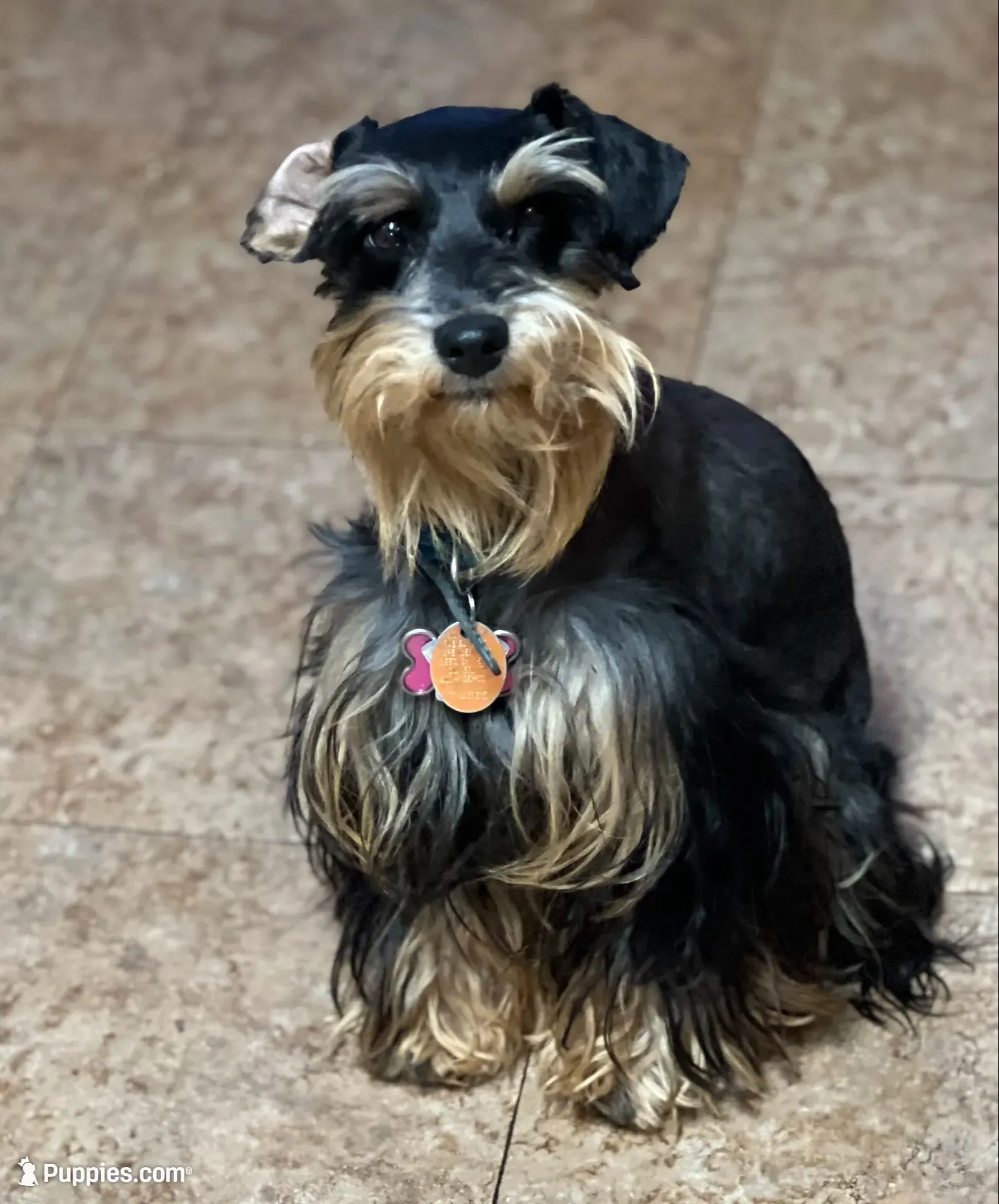 Robby, a male Miniature Schnauzer for sale in Longview, TX – 7 of 7