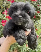Reyna, a female Miniature Schnauzer for sale in Longview, TX – 6 of 10