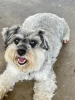 Yasmine, a female Miniature Schnauzer for sale in Longview, TX – 5 of 6