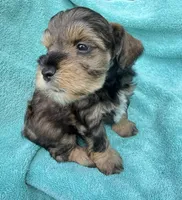 Rook, a male Miniature Schnauzer for sale in Longview, TX – 2 of 6