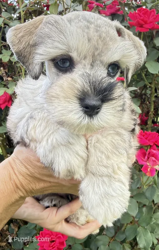 Novi – Miniature Schnauzer puppy for sale in Longview, TX