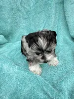 Toto, a male Miniature Schnauzer for sale in Longview, TX – 4 of 10