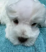 Tuxley, a male Miniature Schnauzer for sale in Longview, TX – 1 of 10