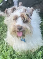 Reyna, a female Miniature Schnauzer for sale in Longview, TX – 6 of 7