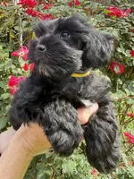 Reyna, a female Miniature Schnauzer for sale in Longview, TX – 5 of 8