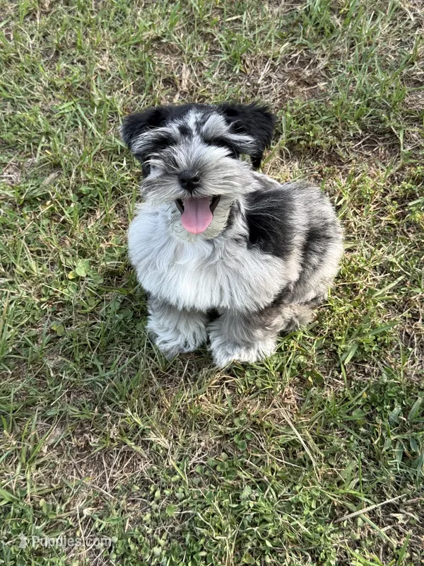 Toto – Miniature Schnauzer puppy for sale in Longview, TX
