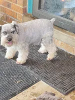 Yasmine, a female Miniature Schnauzer for sale in Longview, TX – 7 of 9